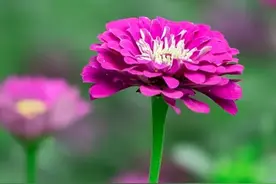 乡村轻喜剧（2025-110）我现在没这个心思。图片