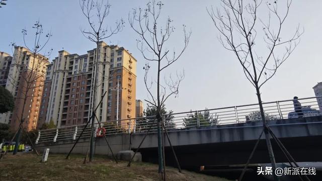 期待！在潍坊，即将邂逅一条条梧桐大道