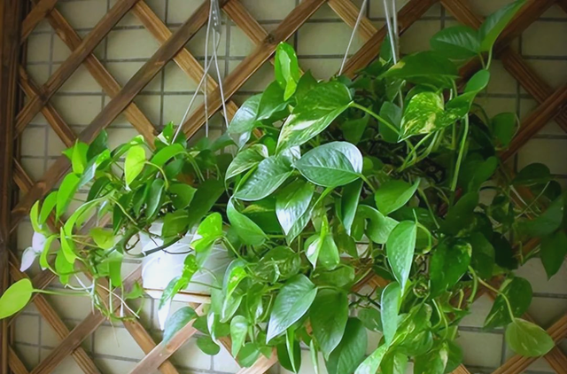 经常跑步对肺好吗？医生告诫：肺最喜欢的这2件事，建议多做！