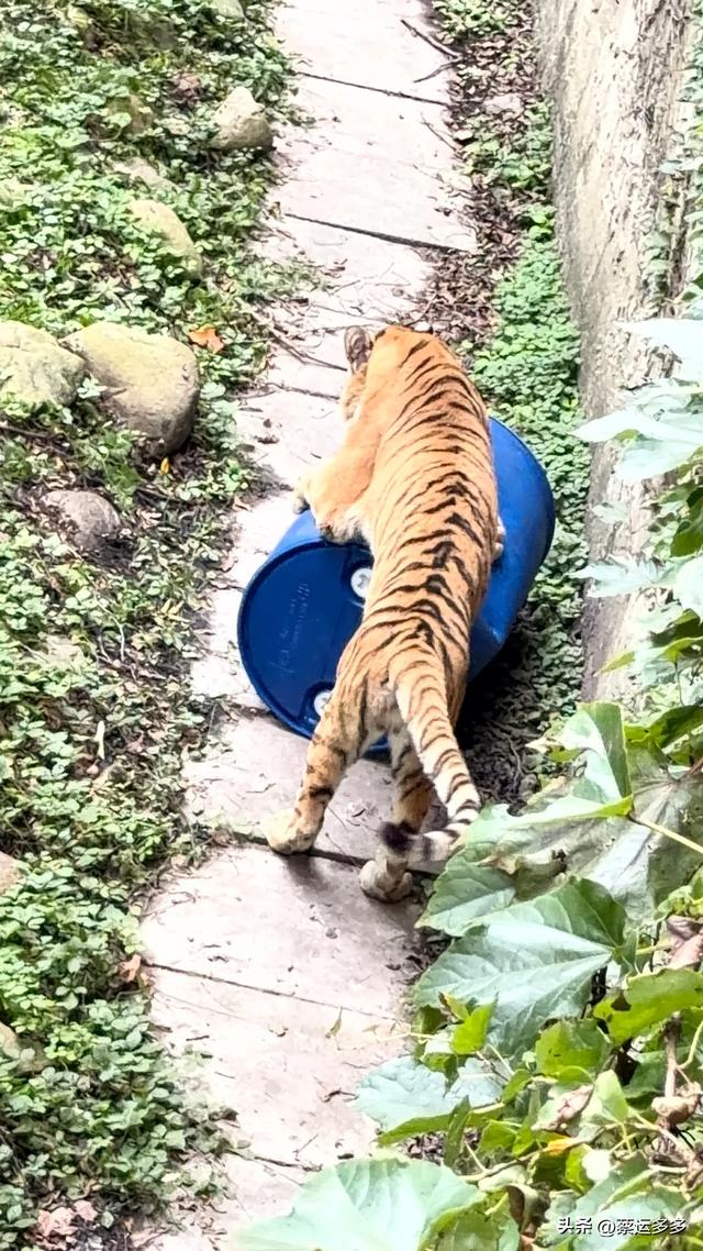 上海动物园的高颜值图鉴