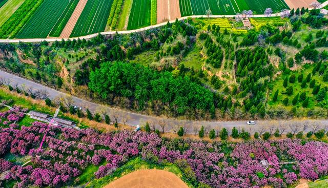 夏县：樱花盛开迎游人