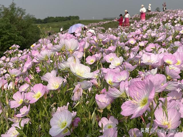 成都被严重低估的赏花地，最火的月见草花又回来了，太美了！