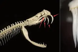 五步蛇有多恐怖？又被民间称“烂肉王”！被咬后五步必死是真的吗图片