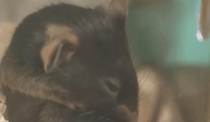 太燃！神舟二十一3.5小时极速对接天宫，中国太空通勤卷上新高度