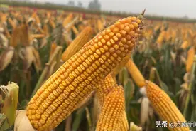 河南省农业良种联合攻关获佳绩图片