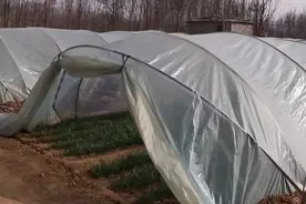 立冬后韭菜依然可割，但需注意时节与食用方法图片