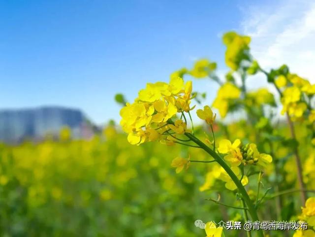 西海岸油菜花海来了!