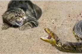 蛇猫大战！江苏一蛇被猫吓住，一动不敢动，猫为何能轻松拿捏蛇？图片