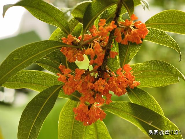 桂香漫城：桂林的秋日私语