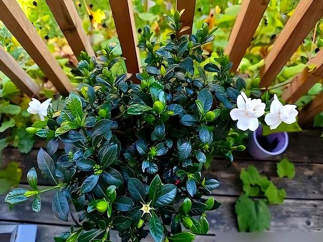 “阴花不能进阳宅”	，家里若有这5种花,请赶紧搬出去！