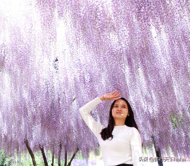 玉渊潭公园紫藤花开，诗意满满，演绎“一帘幽梦”的极致浪漫