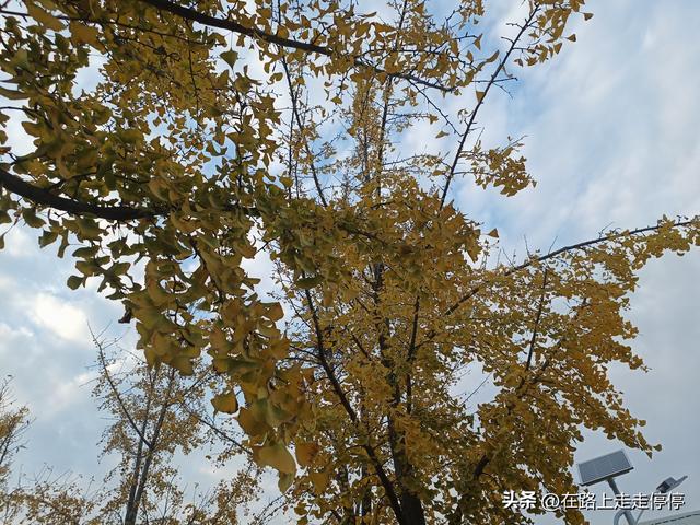 去济南黄河大堤北岸去尚粉乱黛子草