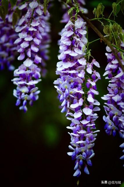 南昌紫色预警！全城紫藤花瀑已开挂，这4个秘境错过等一年