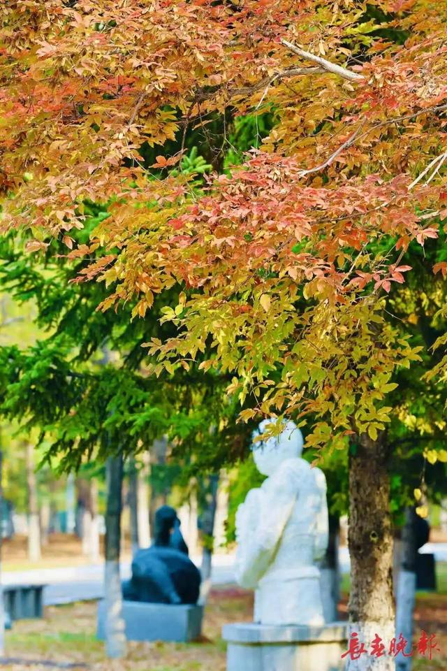 跟着央视镜头，一起去看长春秋日盛景