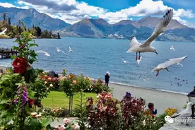 每天了解一个国家—新西兰图片