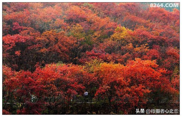山东行游影记（19）—济南红叶谷