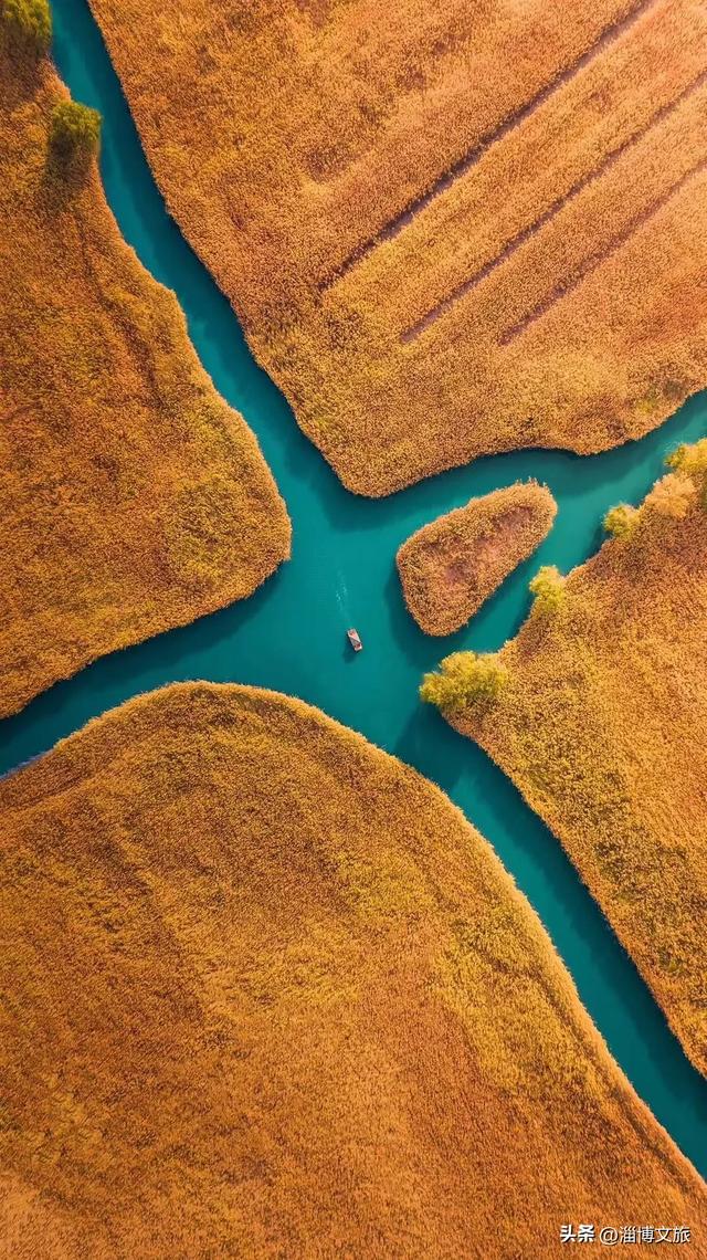 气温骤降8℃，「雪」要来了！在淄博，邂逅一场白色浪漫→