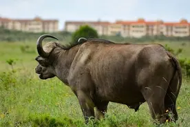 牛每天都是光吃草，就能长出一身的肌肉！为什么人类却不行？图片