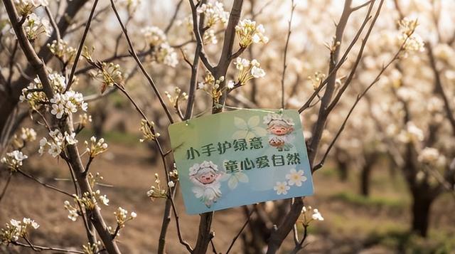 静·画丨春约梨乡 寻花良王庄