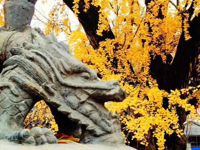 南京千年银杏黄了！浦口两个免费秘境相距9公里，可一天打卡拍照