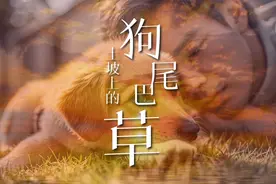 为什么《土坡上的狗尾草》那么容易引起共鸣，歌词解析给您答案图片