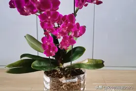 突然发现蝴蝶兰“满天红”是一个优秀品种，说它是开花机器不为过图片