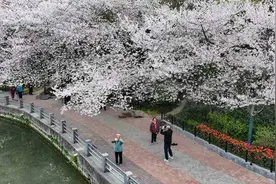 郑州人民公园郁金香遇到樱花 迎来春天最美时刻图片