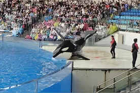 虎鲸“带血演出”？上海园方称系擦伤所致图片