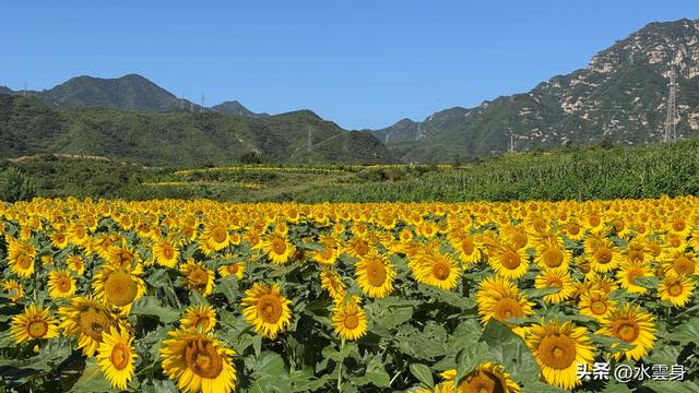 🌻【昌平区溜石港村高山梯田向日葵花海旅游攻略】🌻
