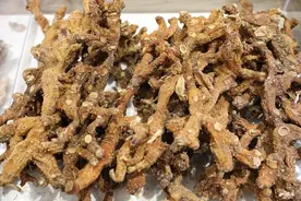 黄精规范化栽培技术图片