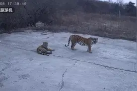 吉林延边四只东北虎在鱼塘旁游荡，当地：已通知村民注意图片