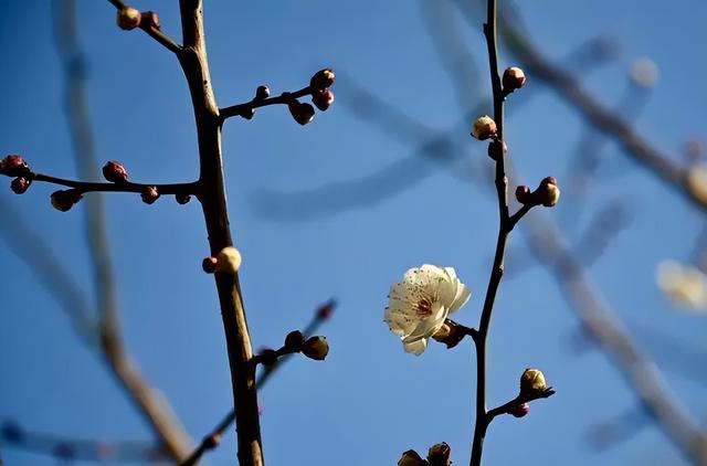 五龙潭公园梅花开了！快来打卡冬日限定美好