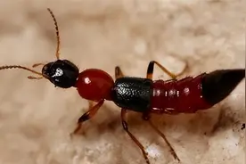 毒性隐翅虫数量增多！千万别用手拍，接触毒液后果严重！图片