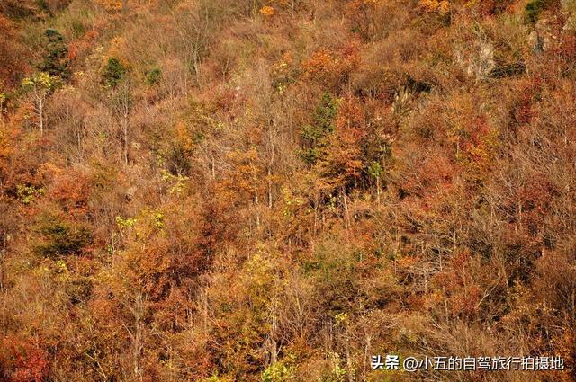 莫干山秋日实测攻略！2.5h 直达避坑指南，红枫银杏 + 桂香全吃透