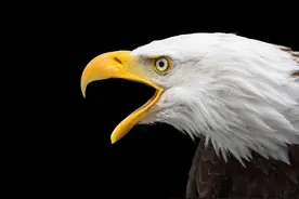 顶级掠食者——鹰图片