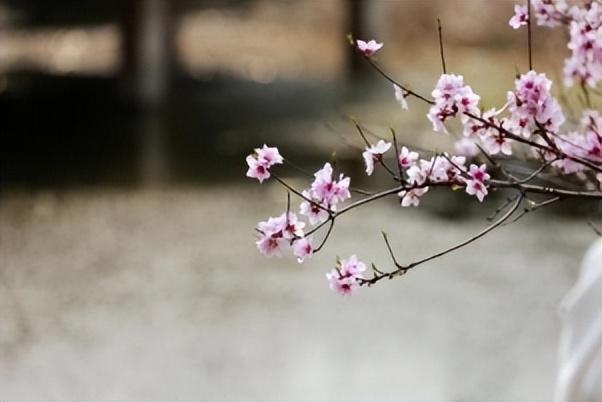 寻找最美春天 | 山东日照：繁花 “织” 就浪漫城