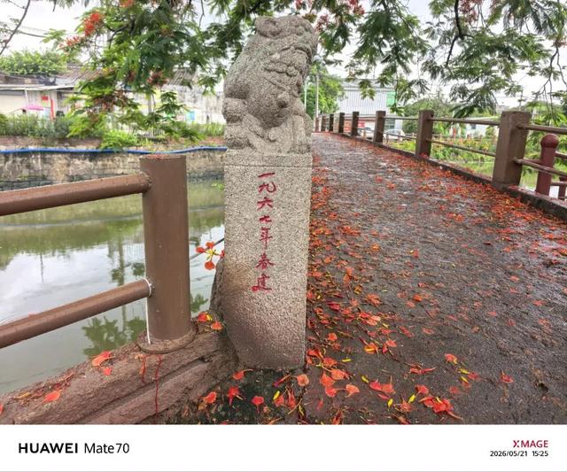 凤凰花开，一半热烈，一半温柔