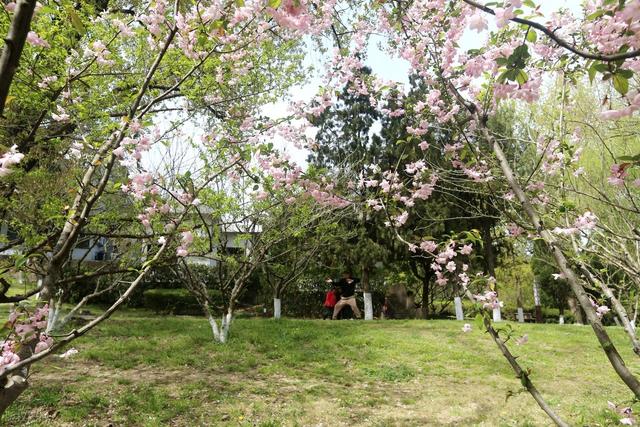 踏青赏花不负春光