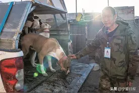 宁夏观察丨记者现场直击：夜捕野猪！图片