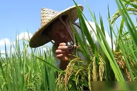 东方魔稻再次发力！竹子和水稻杂交出2米巨稻，稻米带有竹子清香图片