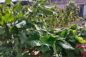 《诗经·周颂·时迈》整理图片