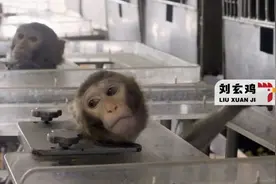 美国实验室的猴子又泄露了图片