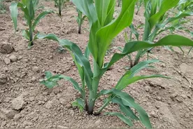 玉米长了“小叉”怎么办？掰还是不掰，答案在这里！图片