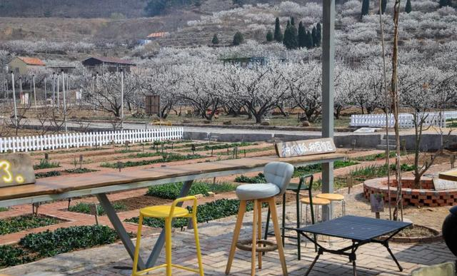 青岛这趟公交，直接开进春天的花海里！美到失语……