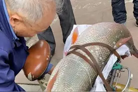 鱤鱼数量超出预期！禁渔4年后，长江的“水老虎”要翻天？图片