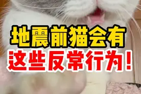 你了解猫吗？关于猫的10个冷知识，看看你知道几个，涨知识了图片