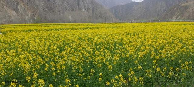 礼县滩坪镇：千亩油菜花竞相绽放 赴一场春日金色之约