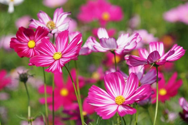 情感爆文：《懂得珍惜，才配拥有，只有在乎	，才能永久》