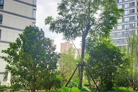 在高校当老师，有编制与没编制的区别到底有多大图片