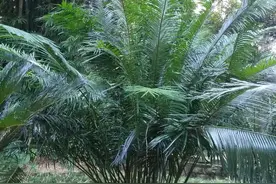 国家重点一级保护、植物界“大熊猫”，名字为啥凭空消失了图片